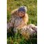 Molo Polaris Fur toppahaalari, furry friends